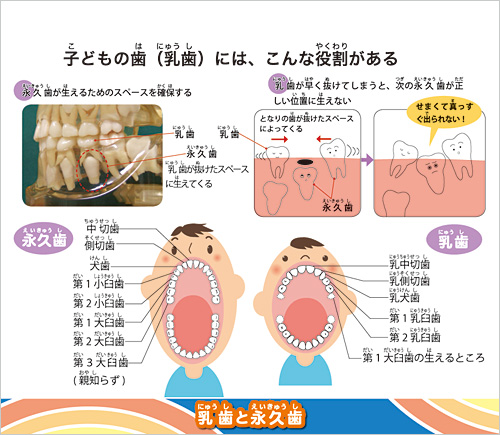 ヘルスチャート『歯の健康』中身画像